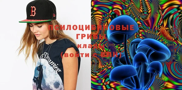 прущие грибы Вязники